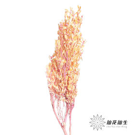 永生花材 | 黄杨牡丹浅粉