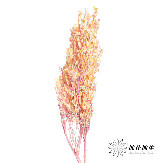 永生花材 | 黄杨牡丹浅粉 商品图0