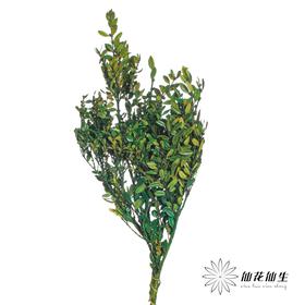 永生花材 | 黄杨牡丹绿色