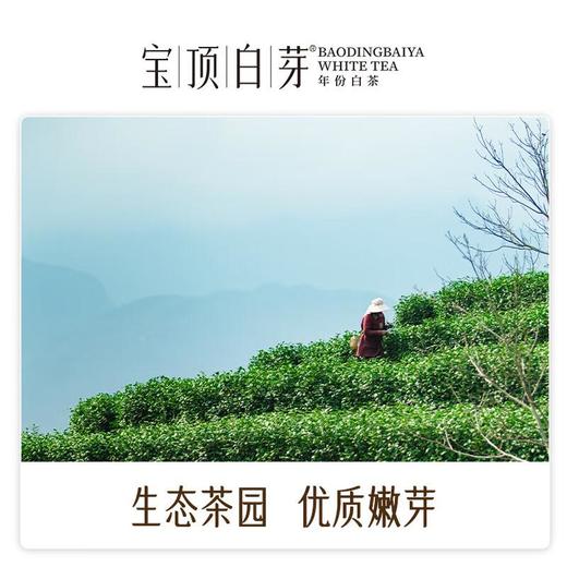 竹叶青宝顶白芽一级50g  茶叶礼盒 商品图2