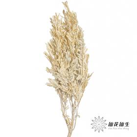 永生花材 | 黄杨牡丹白色