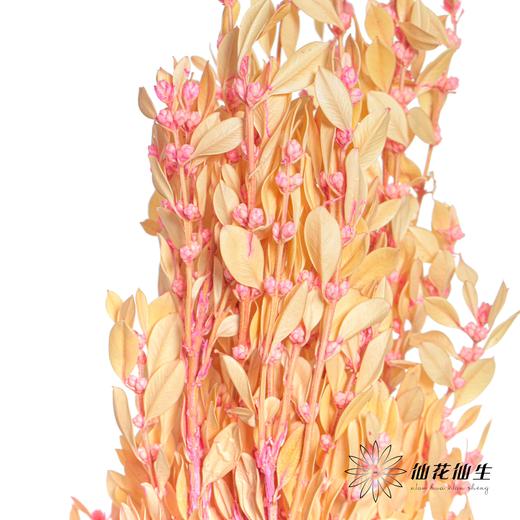 永生花材 | 黄杨牡丹浅粉 商品图1