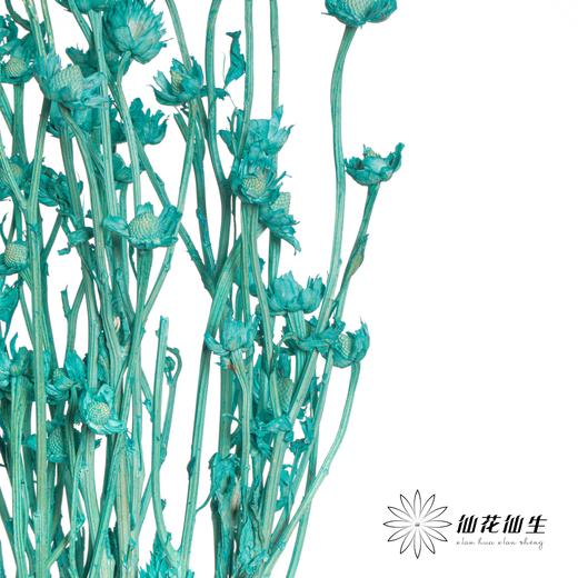 永生花材 | 相思梅蒂芙尼蓝 商品图4