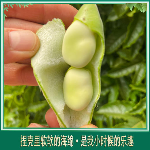 合作 | 带皮蚕豆 2斤  产地：云南 商品图1