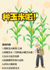 【公益农事】种玉米土豆,3个月后来采收,2-4小时志愿北京时长|5~15岁 商品缩略图3