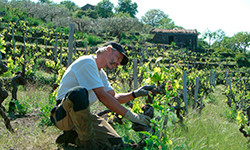 azienda_agricola_frank_cornelissen_2