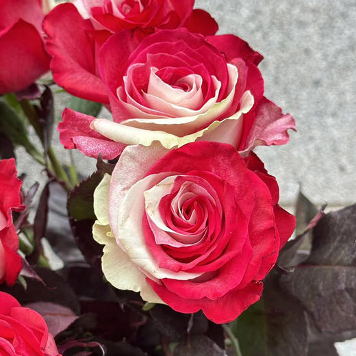 厄瓜多尔染色花材RedWhite红白玫瑰花10支 商品图5