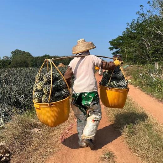 海南【手撕凤梨】香甜多汁 自然成熟 可以撕着吃的凤梨！也称手撕菠萝！ 商品图6