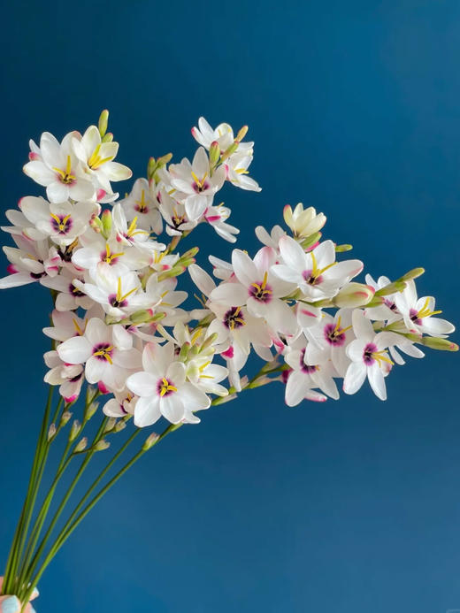 玉米百合花鲜切花1扎（8-12支） 商品图0