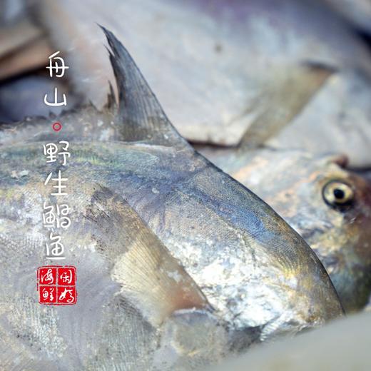 【闹妈海鲜】[热气]冰鲜舟山白磷银鲳鱼 1盒3条款 共480-500g左右 商品图2