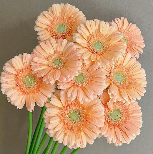 菊花-珍爱弗朗-香槟色-10支 商品图0