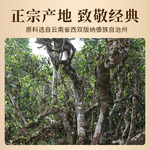 中闽魏氏 2006年陈年班章经典普洱茶（生茶）龙珠 128克 （16粒*8克） 商品图3