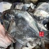 【闹妈海鲜】[热气]舟山本地野生白鳞大银鲳鱼 各种规格 商品缩略图2