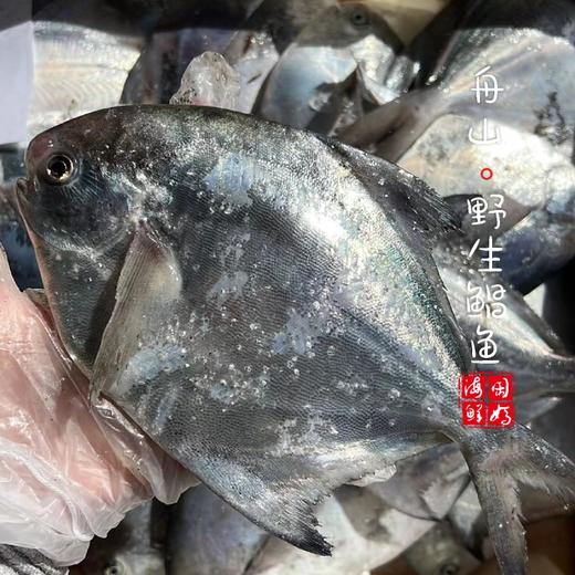 【闹妈海鲜】[热气]舟山本地野生白鳞大银鲳鱼 各种规格 商品图2