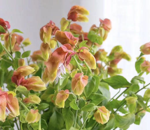 【爱的苦恼】虾衣花 若干枝/扎 商品图1