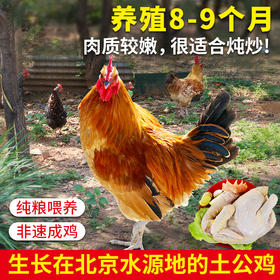 密农人家  五谷喂养柴公鸡   土公鸡    肉质鲜嫩  1.25kg/只