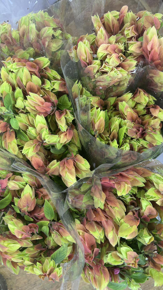 【爱的苦恼】虾衣花 若干枝/扎 商品图9