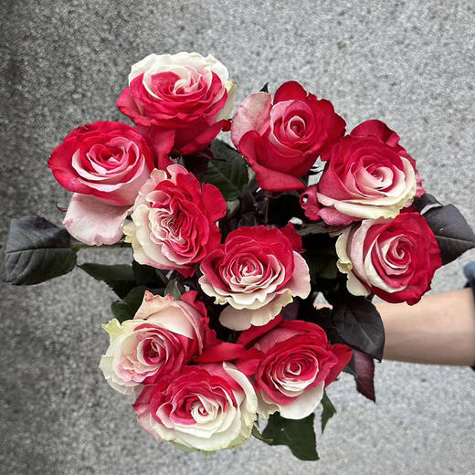 厄瓜多尔染色花材RedWhite红白玫瑰花10支 商品图2