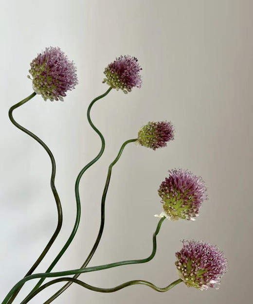 【肆意生长】弯葱  5枝/扎 （国产版） 商品图4