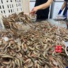 【闹妈海鲜】[冻发]舟山野生青壳滑皮虾 400克/盒 大号25-30头左右/盒 商品缩略图3