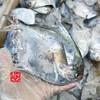 【闹妈海鲜】[热气]冰鲜舟山白磷银鲳鱼 1盒3条款 共480-500g左右 商品缩略图1