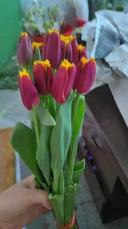 毛边郁金香一支 商品图0