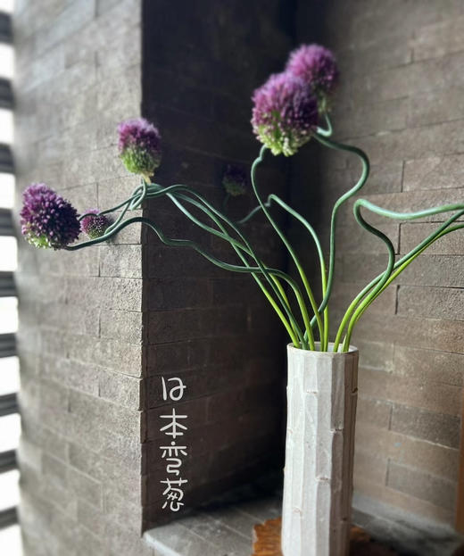 【肆意生长】弯葱  5枝/扎 （国产版） 商品图2