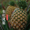 伟诗优选 | 有机凤梨 商品缩略图5
