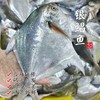 【闹妈海鲜】[热气]冰鲜舟山白磷银鲳鱼 1盒3条款 共480-500g左右 商品缩略图0