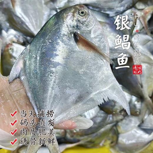 【闹妈海鲜】[热气]冰鲜舟山白磷银鲳鱼 1盒3条款 共480-500g左右 商品图0