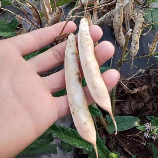 【红腰豆】煮粥蒸饭都是一流的选择！口感沙糯，香味馥郁，让人欲罢不能！遵循传统种植的方式，自然成熟，太阳晒制，没有农药化肥的污染的绿色健康食材！ 商品图3