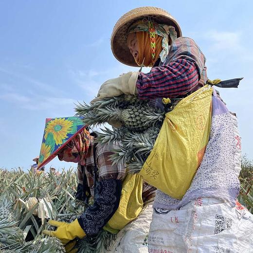 海南【手撕凤梨】香甜多汁 自然成熟 可以撕着吃的凤梨！也称手撕菠萝！ 商品图5