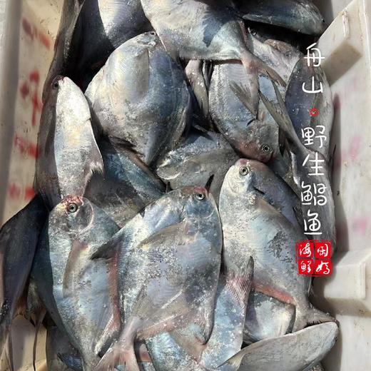 【闹妈海鲜】[热气]舟山本地野生白鳞大银鲳鱼 各种规格 商品图1