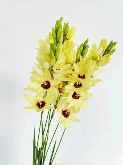 玉米百合花鲜切花1扎（8-12支） 商品图4