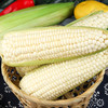 买8送2【静乐有机高叶酸玉米】今年新货，够香够糯，半成熟，蒸煮简单，富含叶酸，颗粒饱满！ 商品缩略图2