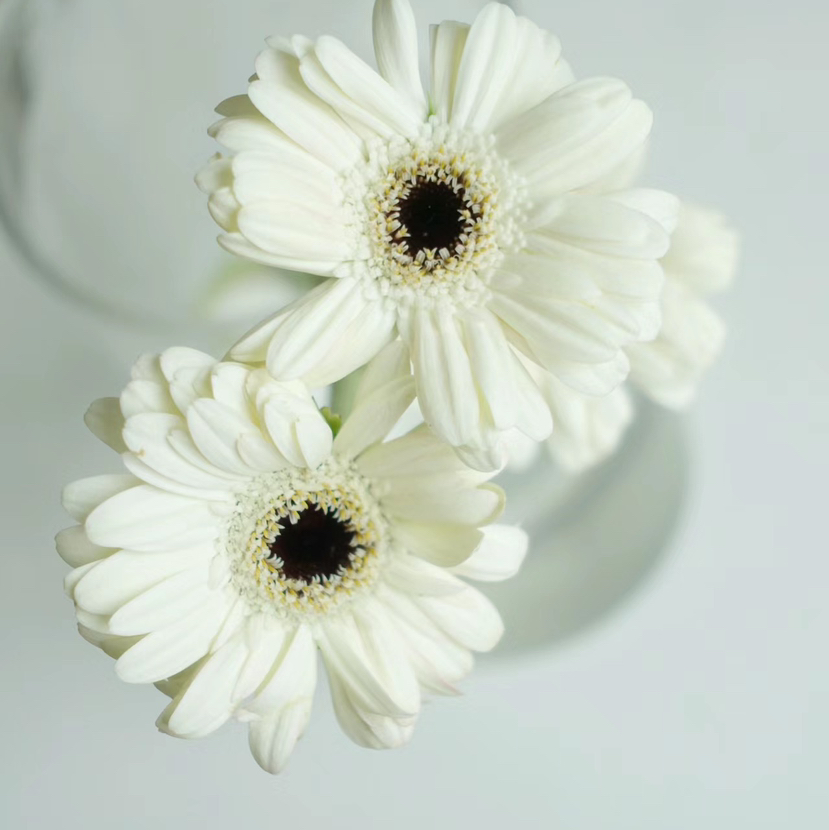 菊花-珍爱弗朗-白色-10支