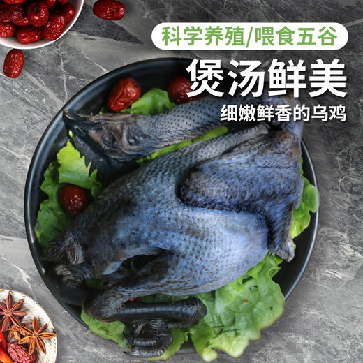 【包邮】农家五谷喂养乌鸡   纯粮喂养  滋补佳品  肉质滑嫩  汤鲜味美  1.7斤/只 商品图0