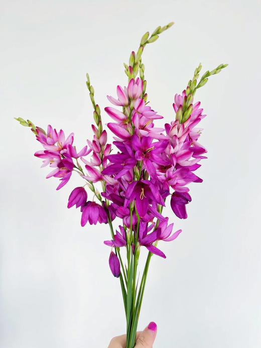 玉米百合花鲜切花1扎（8-12支） 商品图3