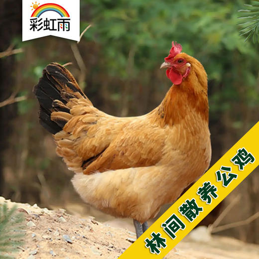 包邮 散养山林放养 柴鸡公鸡土鸡草鸡公鸡2.7斤 不喂饲料 商品图0