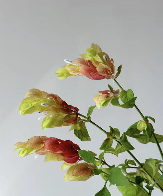 【爱的苦恼】虾衣花 若干枝/扎 商品图5