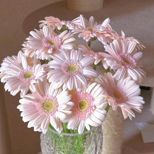 菊花-珍爱弗朗-华沙淡粉色-10支 商品图0