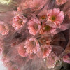 菊花-珍爱弗朗-水粉-10支 商品缩略图2