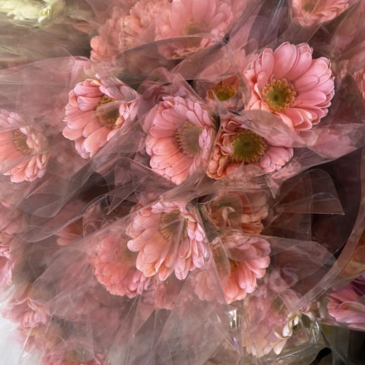 菊花-珍爱弗朗-水粉-10支 商品图2