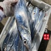 【闹妈海鲜】[热气]舟山海钓带鱼各种规格 按条卖 商品缩略图2