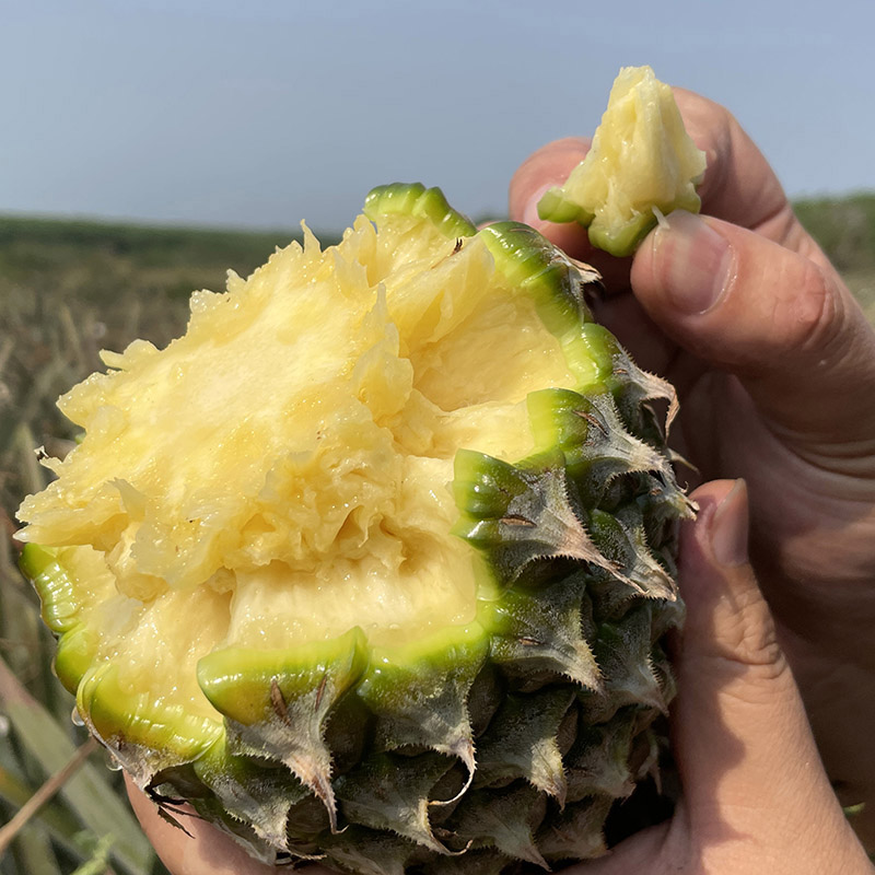 海南【手撕凤梨】香甜多汁 自然成熟 可以撕着吃的凤梨！也称手撕菠萝！