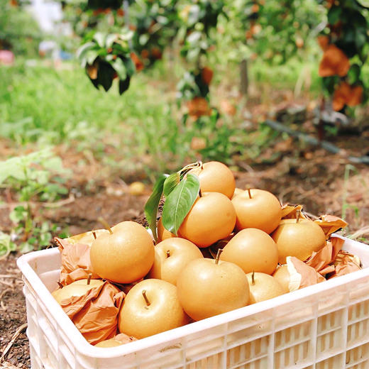 【山东】秋月梨 新鲜梨子 当季现摘冰糖梨 商品图4
