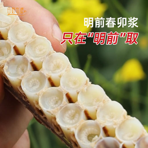 2026年早春头茬鲜王浆 高营养 高蛋白 40+人群推荐 商品图1