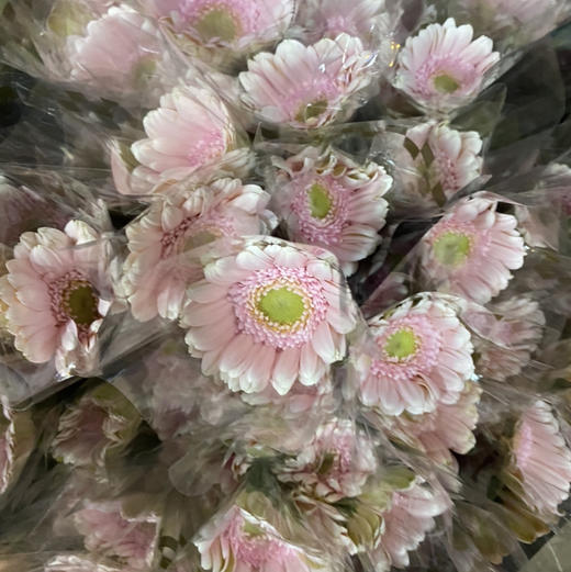 菊花-珍爱弗朗-华沙淡粉色-10支 商品图1