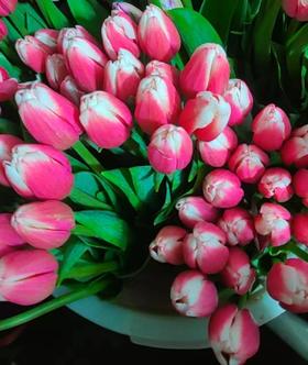 粉白边郁金香3支