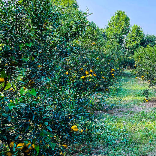 甘子田 十年年新会陈皮250克精品装 商品图6